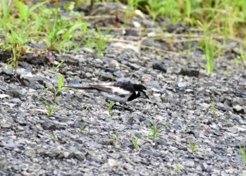 セグロセキレイに見えるハクセキレイ