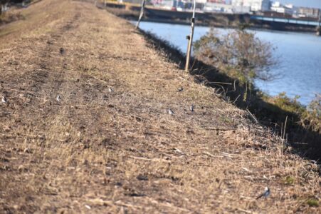 土手で餌を探すハクセキレイの小群
