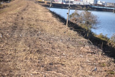 土手で餌を探すハクセキレイの小群