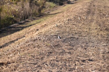 土手で餌を探すハクセキレイの小群