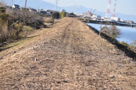 土手で餌を探すハクセキレイの小群
