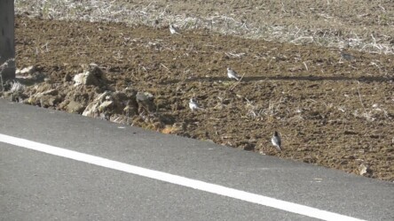 耕運機の後を追いかけるハクセキレイ