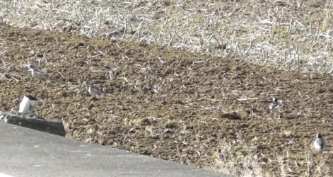 耕運機の後を追いかけるハクセキレイ
