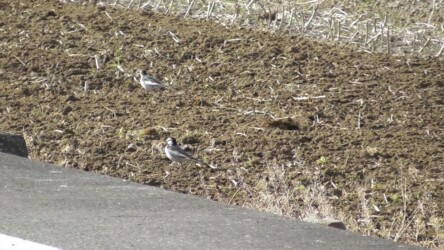 耕運機の後を追いかけるハクセキレイ