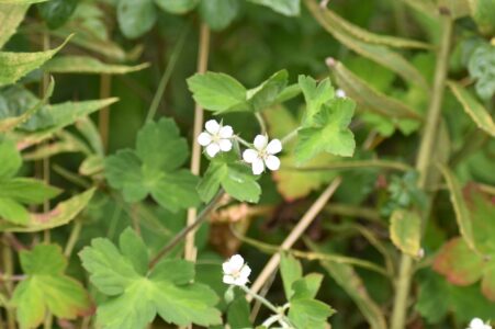 ゲンノショウコの花と実