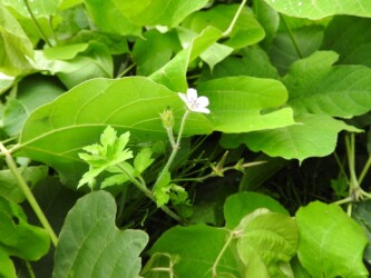 ゲンノショウコの花と実