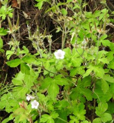 ゲンノショウコの花と実