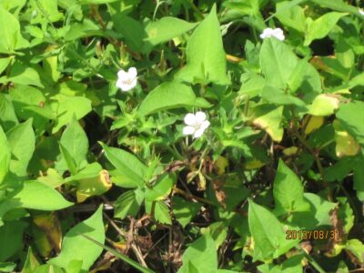 ゲンノショウコの花と実