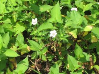ゲンノショウコの花と実