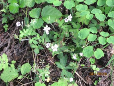 ゲンノショウコの花と実