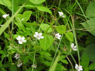 ゲンノショウコの花と実