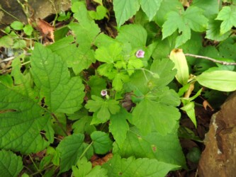 花弁がピンクのゲンノショウコ?