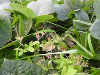 ミコシグサ(ゲンノショウコの実が裂けた後)