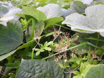 ミコシグサ(ゲンノショウコの実が裂けた後)