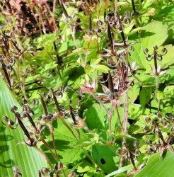 ミコシグサ(ゲンノショウコの実が裂けた後)