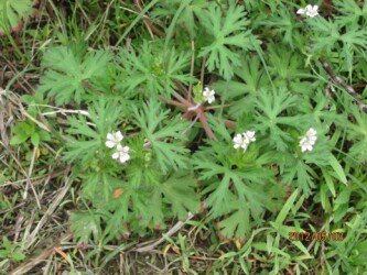 アメリカフウロの花