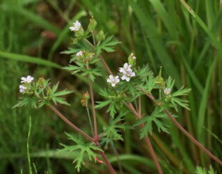 アメリカフウロの花