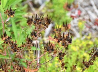 アメリカフウロの実