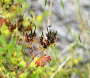 アメリカフウロの実