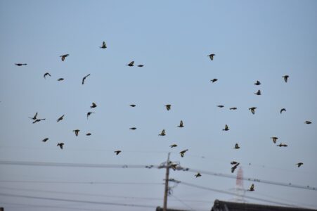 カワラヒワ