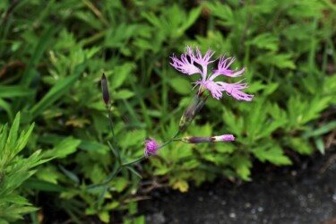 道端で見かけたナデシコ