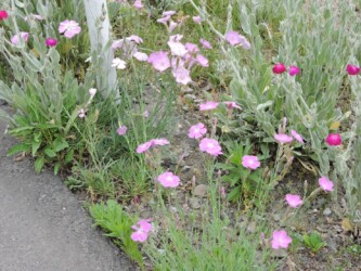 庭で見かけたナデシコ