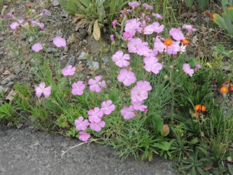 庭で見かけたナデシコ