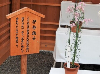 伊勢ナデシコ(伊勢の内宮で)