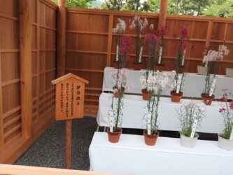 伊勢ナデシコ(伊勢の内宮で)