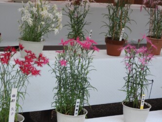 伊勢ナデシコ(伊勢の内宮で)