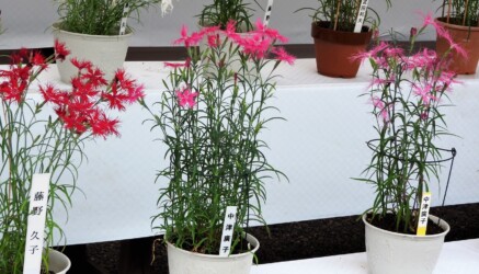 伊勢ナデシコ(伊勢の内宮で)