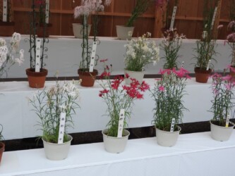 伊勢ナデシコ(伊勢の内宮で)