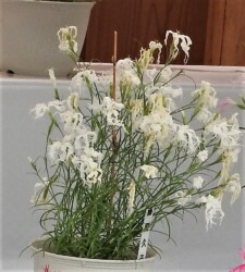 伊勢ナデシコ(伊勢の内宮で)