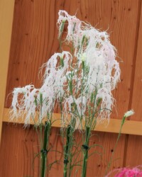 伊勢ナデシコ(伊勢の内宮で)