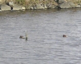 杭にこだわるカイツブリ