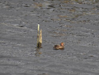 杭にこだわるカイツブリ