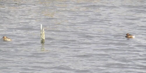 杭にこだわるカイツブリ