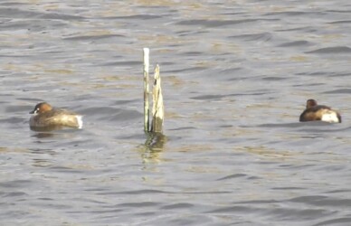 杭にこだわるカイツブリ