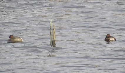 杭にこだわるカイツブリ