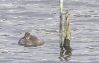 杭にこだわるカイツブリ