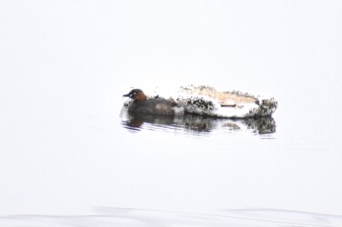 発砲スチロールの箱にこだわるカイツブリ