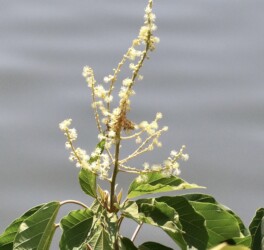 アカメガシワのツボミと花