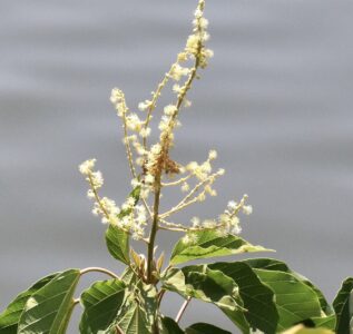 アカメガシワのツボミと花