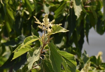 アカメガシワのツボミと花