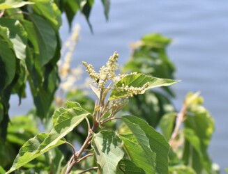 アカメガシワのツボミと花