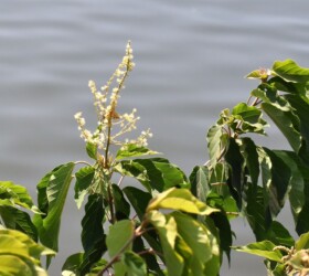 アカメガシワのツボミと花