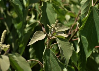 アカメガシワのツボミと花