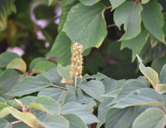 アカメガシワの若い実