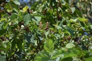 アカメガシワの実と種