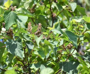 アカメガシワの実と種